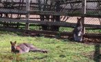 кенгуру албинос роди зооцентъра добрич