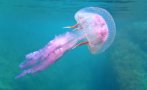 лилави медузи плъзнаха гърция опасни засечени