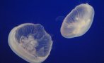 гърция нашествие медузи заради топлата морска вода