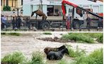 спастелна акция извадиха бедстващите коне придошлите води бели вит