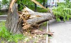 инцидент сухо дърво рухна въртележка дете