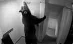 мечка нахлу румънски хотел карпатите видео