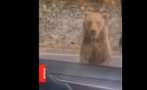 мечка нападна шеф бфс румъния разкъса ръката