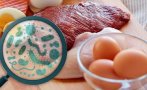 учени бият тревога климатът прави салмонелата опасна
