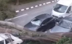 дърво смачка коли асеновград