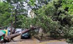 дърво паднало две коли столицата