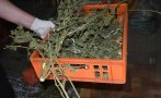 разкриха домашна плантация производство канабис снимки