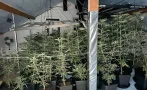разбиха наркооранжерия местността евксиноград