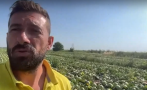 български фермери унищожават хиляди декари продукция