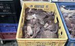 бабх спря близо 500 негодно свинско месо животински продукти хасково