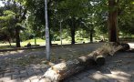 огромно изгнило дърво разцепи падна близо софийския университет снимки