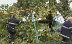 буря вилня петрич вятърът изкорени дървета нанесе сериозни щети