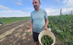 земеделци хасковско протест изкупуват корнишоните безценица