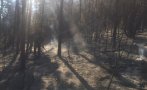 пожарът петричко потушен