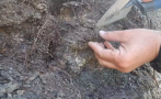 находка млн години откриха цяла кост динозавър трън видео