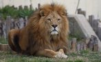 почина лъвът славчо един обичаните питомци софийския зоопарк