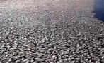 тонове мъртва риба изплуваха полски канал заради цъфтеж отровно водорасло