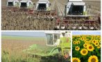 войната слънчогледа българия нанася ценови удар голямата игра световния пазар