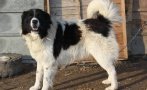 домашна каракачанка нахапа смърт годишния стопанин стара загора