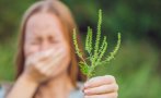 знаят хората чувствителни амброзията