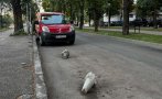 ганьо северозапада пази паркомясто врачански