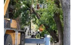 косъм трагедия дърво падна жилищна кооперация пловдив
