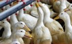 oгнище птичи грип пловдивското момино село