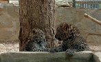близнаци леопардчета новите обитатели зоопарк стара загора