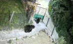 страх заради мечки родопите задействаха извънредна операция
