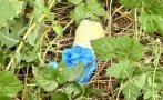 опит избяга изхвърли дрогата заловиха дилър фентанил русе