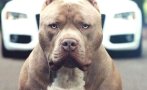 питбул без каишка нахлу секция казанлък уплаши хората