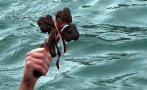 Поп отказа да хвърли Богоявленския кръст край село Логодаж, обяви го на търг Поп отказа да хвърли Богоявленския кръст край село Логодаж, обяви го на търг