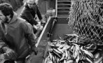 Шотландският риболов е в криза след Брекзит