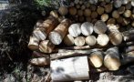 Трима задържани с незаконна дървесина край Петрич