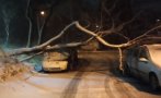Бурята във Варна събори дървета (СНИМКА)