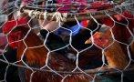 Птичи грип в село до Пловдив, умъртвяват болните кокошки