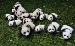 Десет бебета панди дебютираха пред публика в Китай (ВИДЕО)