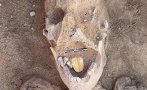 УНИКАЛНО: Откриха мумия със златен език в Египет (ВИДЕО/СНИМКИ)