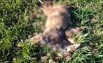 ЗВЕРСТВО: Слагат отрови, за да убиват животни край Черноморец