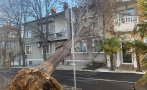 Ураганът край морето изтръгна огромно дърво в Поморие, прати го в терасите на хотел