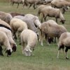 крадци отмъкнаха овце бяла черква