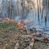 близо 200 горски служители участват гасене пожари страната