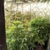 гдбоп разби оранжерия марихуана спипа работници плантацията снимки