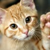 котка спаси дете пожар нова загора
