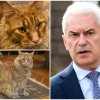 пик ретро котката волен добре български пенсионер