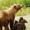 зачестиха набезите мечки севлиевско хората страхуват