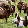 четири пловдивски общини пламнаха шарка дребните преживни животни