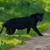 нова серия видяха черният леопард шуменския квартал мътница