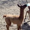 женско бебе лама роди зооцентъра добрич