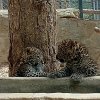 близнаци леопардчета новите обитатели зоопарк стара загора